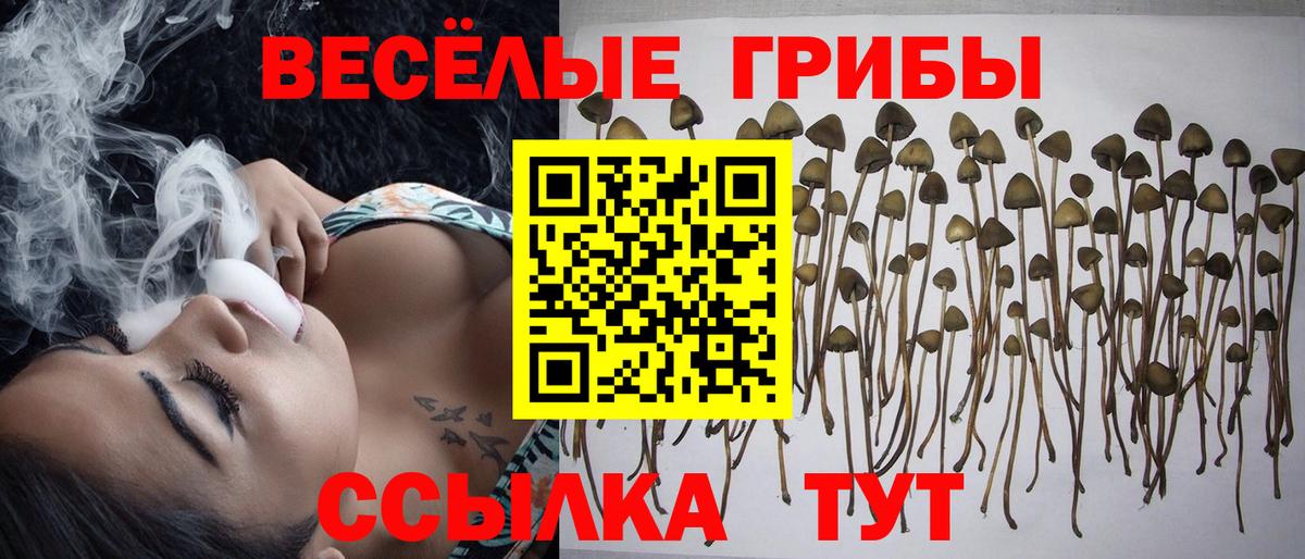 Псилоцибиновые грибы Psilocybine cubensis  Вход с VPN  Белореченск 